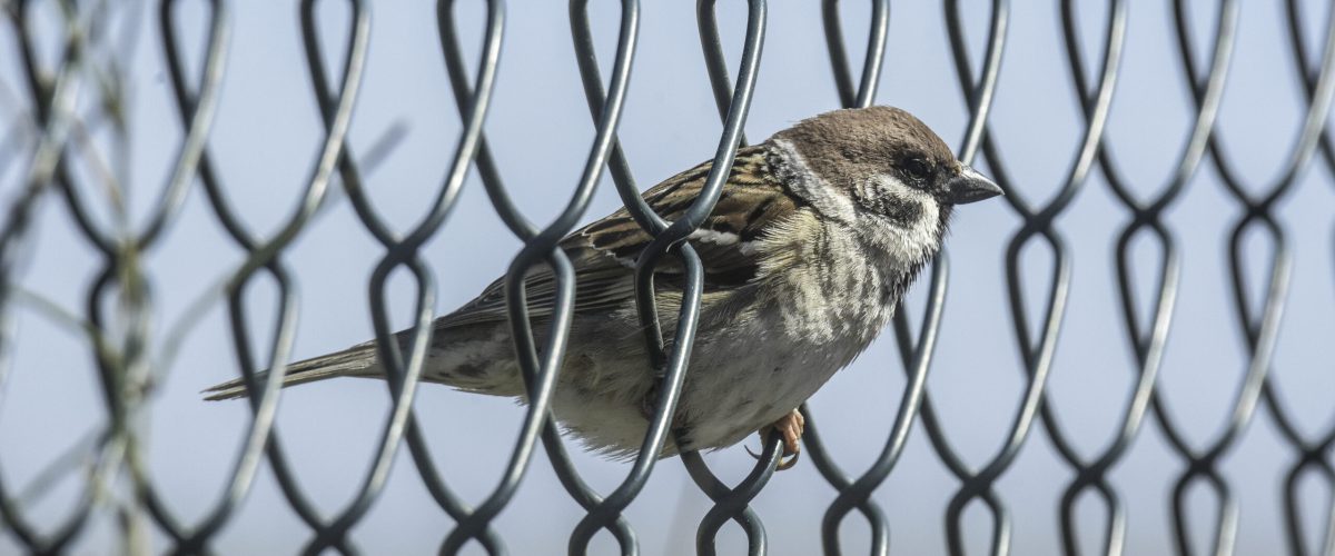 closeup-shot-finch-chain-link-fence